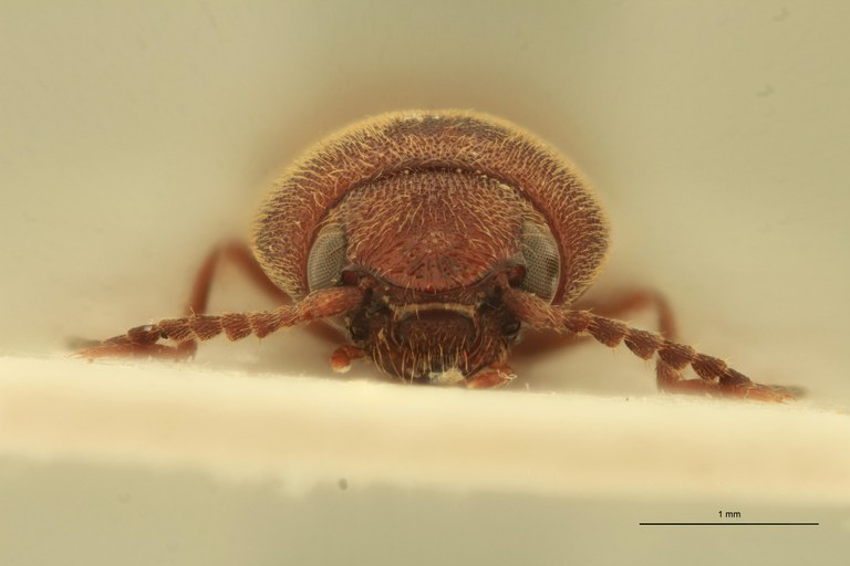 Xanthopenthes preussi F Pt F.jpg Xanthopenthes preussi F Pt F.jpg