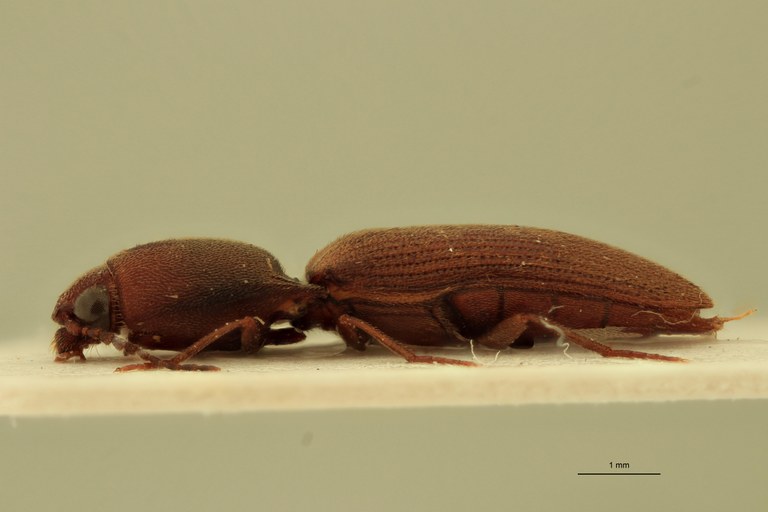 Xanthopenthes preussi F Pt L.jpg Xanthopenthes preussi F Pt L.jpg