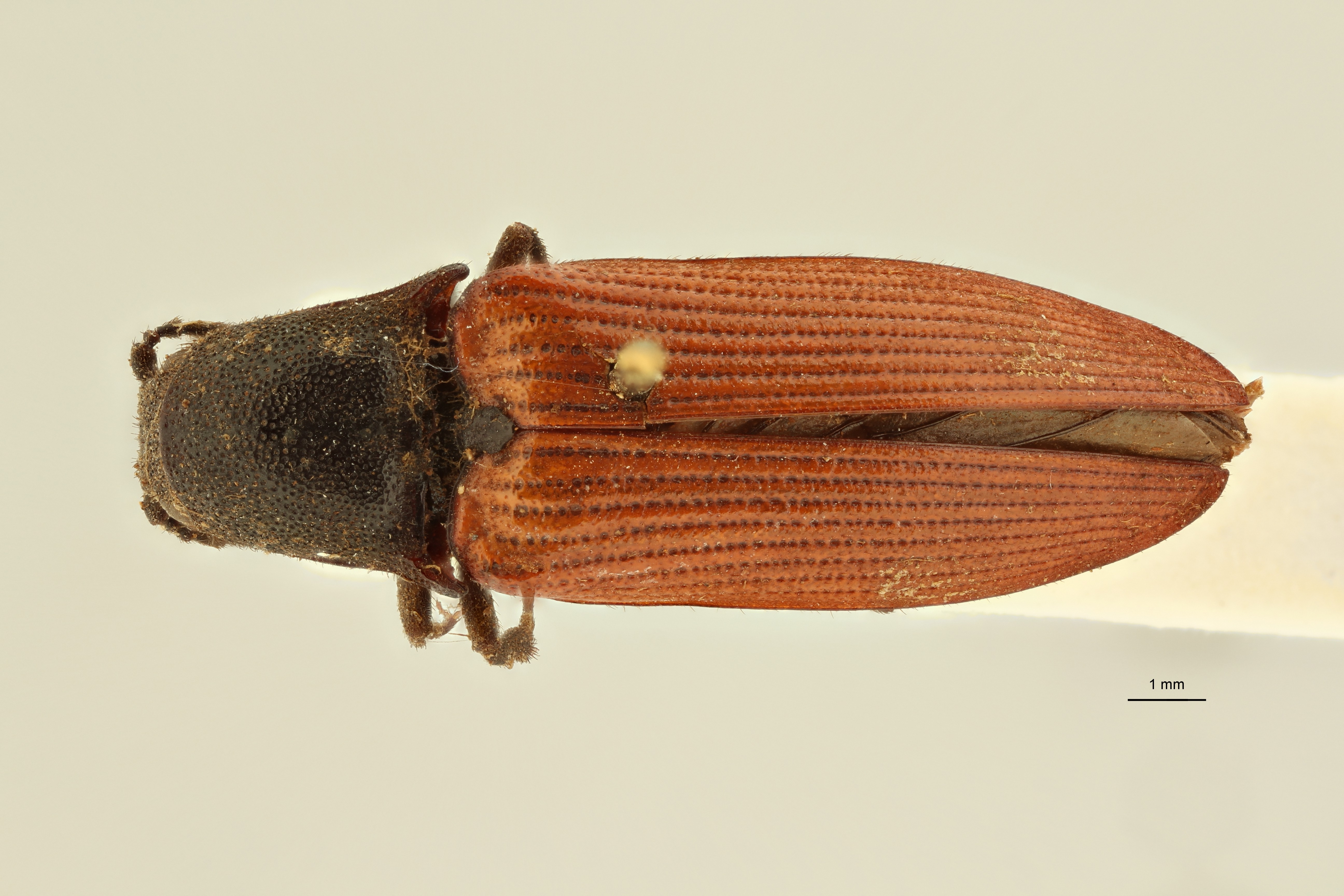 Anisomerus cruentipennis lt M D ZS PMax Scaled.jpeg