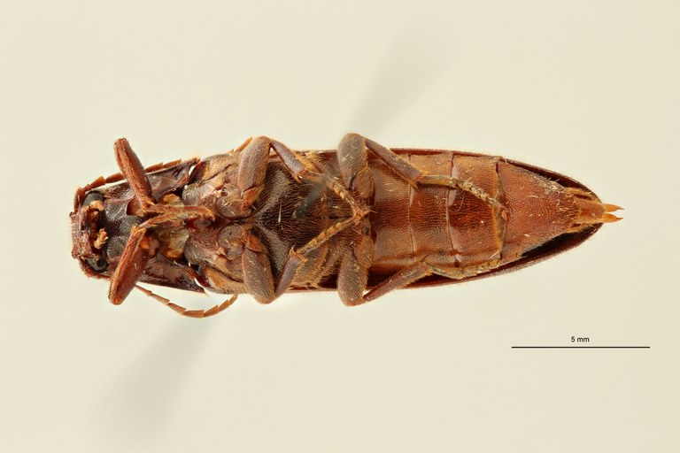 Eudicronychus distinctus var. fuscatus pt V ZS PMax Scaled.jpeg