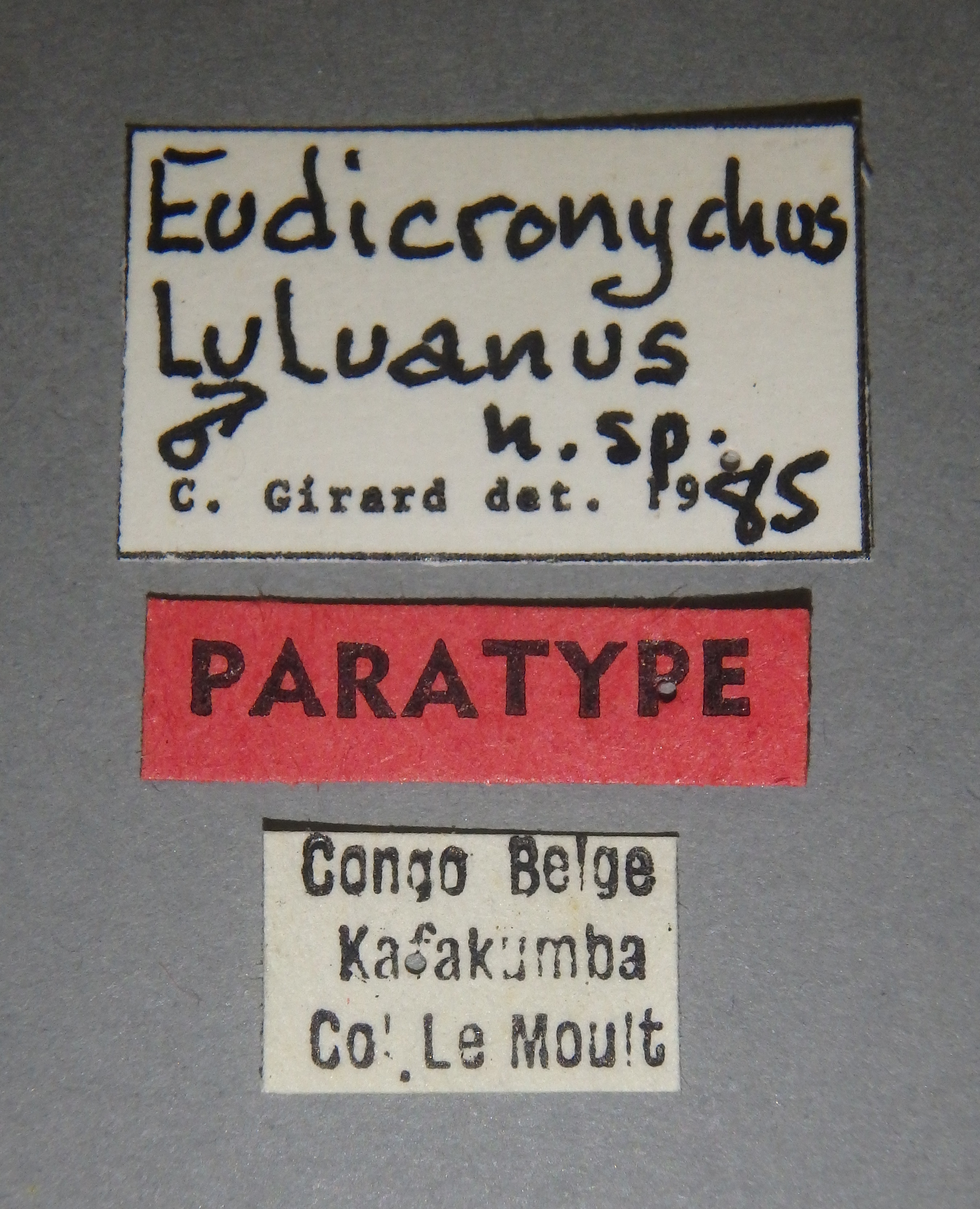 Eudicronychus luluanus pt M Lb.jpg