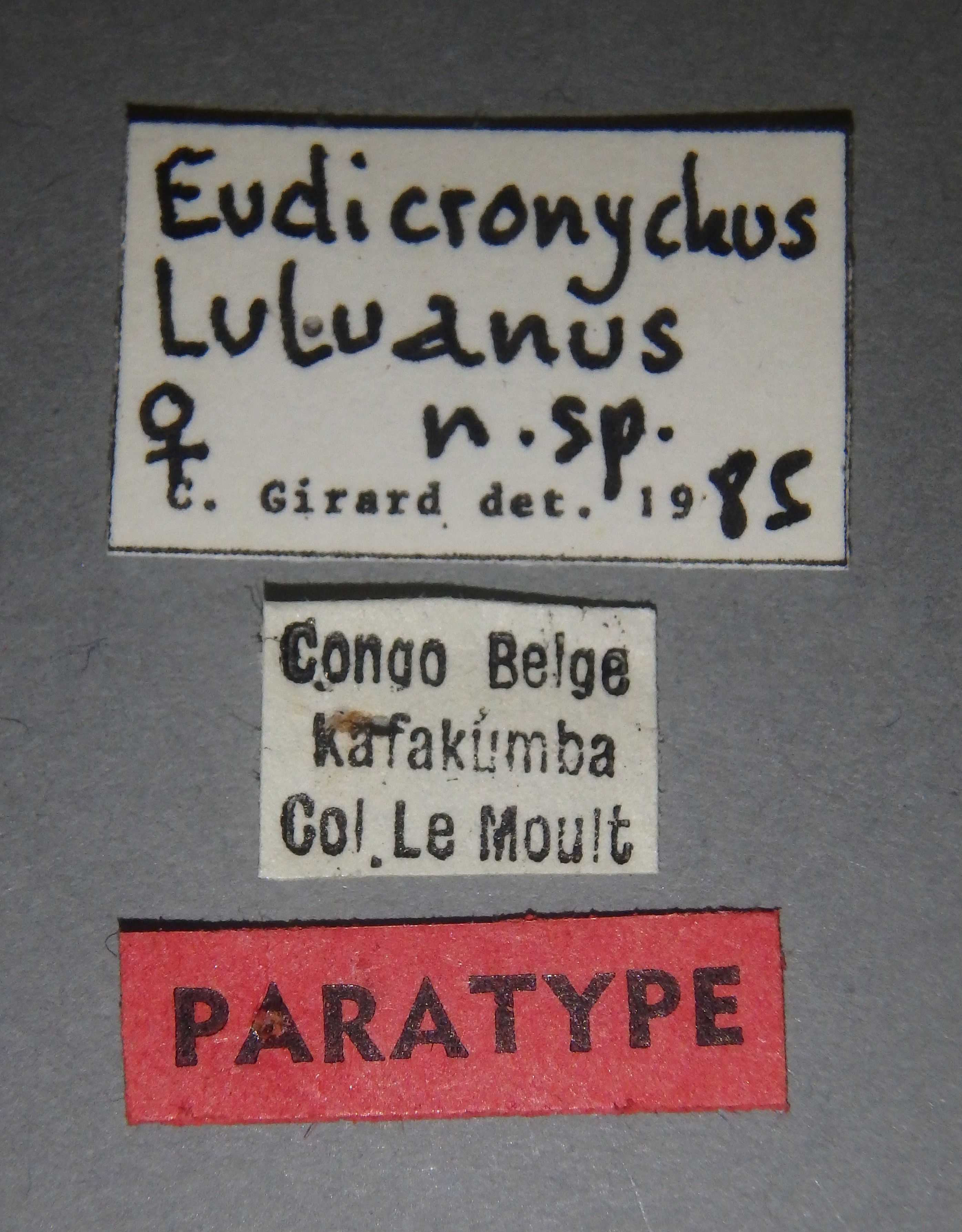 Eudicronychus luluanus pt F Lb.jpg