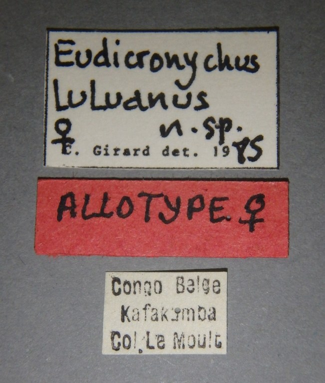 Eudicronychus luluanus at F Lb.jpg