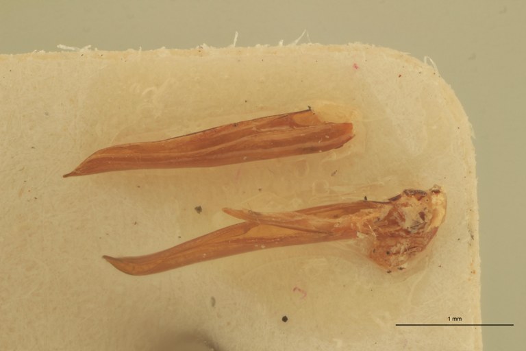Eudicronychus zambianus M Ht Aedeagus.jpg
