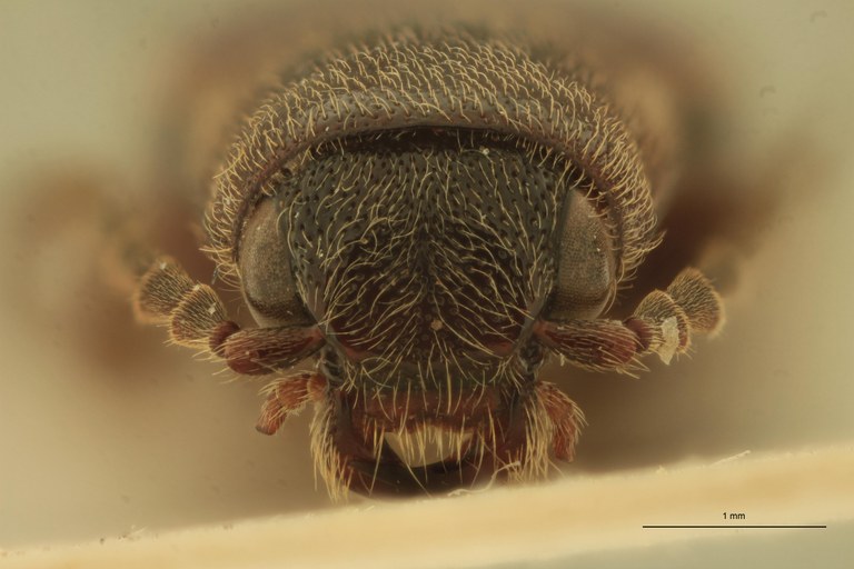 Eudicronychus zambianus M Ht F.jpg Eudicronychus zambianus M Ht F.jpg