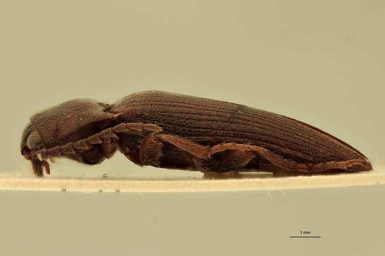 Eudicronychus zambianus M Ht L.jpg Eudicronychus zambianus M Ht L.jpg