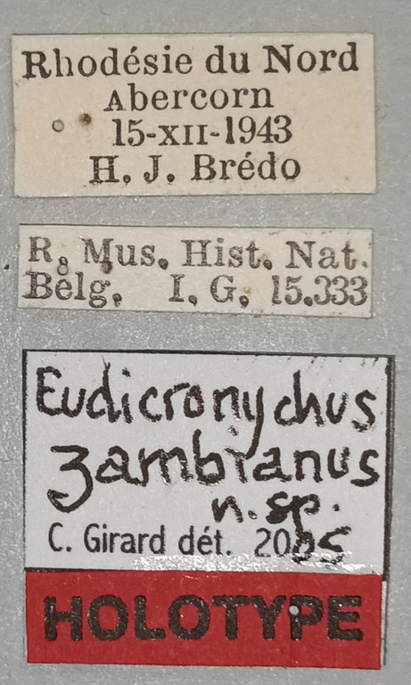 Eudicronychus zambianus M Ht Labels.jpg Eudicronychus zambianus M Ht Labels.jpg