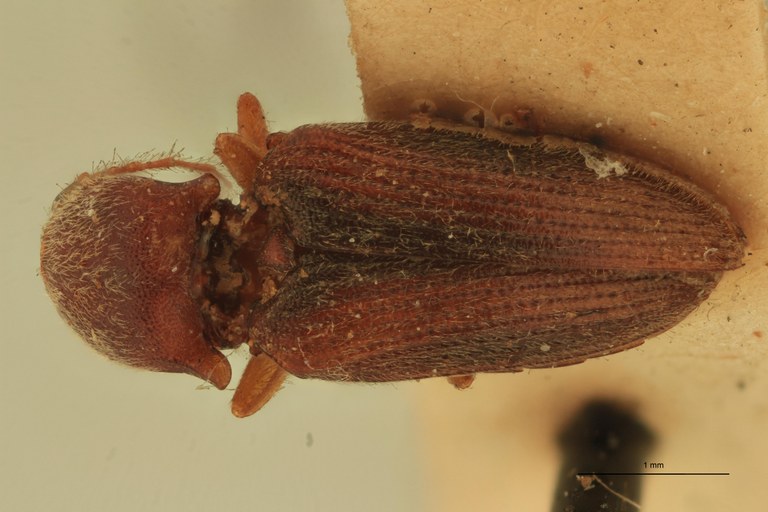 Arhaphes ferrugineus T D.jpg Arhaphes ferrugineus T D.jpg