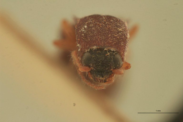 Arhaphes ferrugineus T F.jpg Arhaphes ferrugineus T F.jpg
