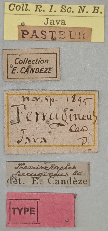 Arhaphes ferrugineus T Labels.jpg Arhaphes ferrugineus T Labels.jpg