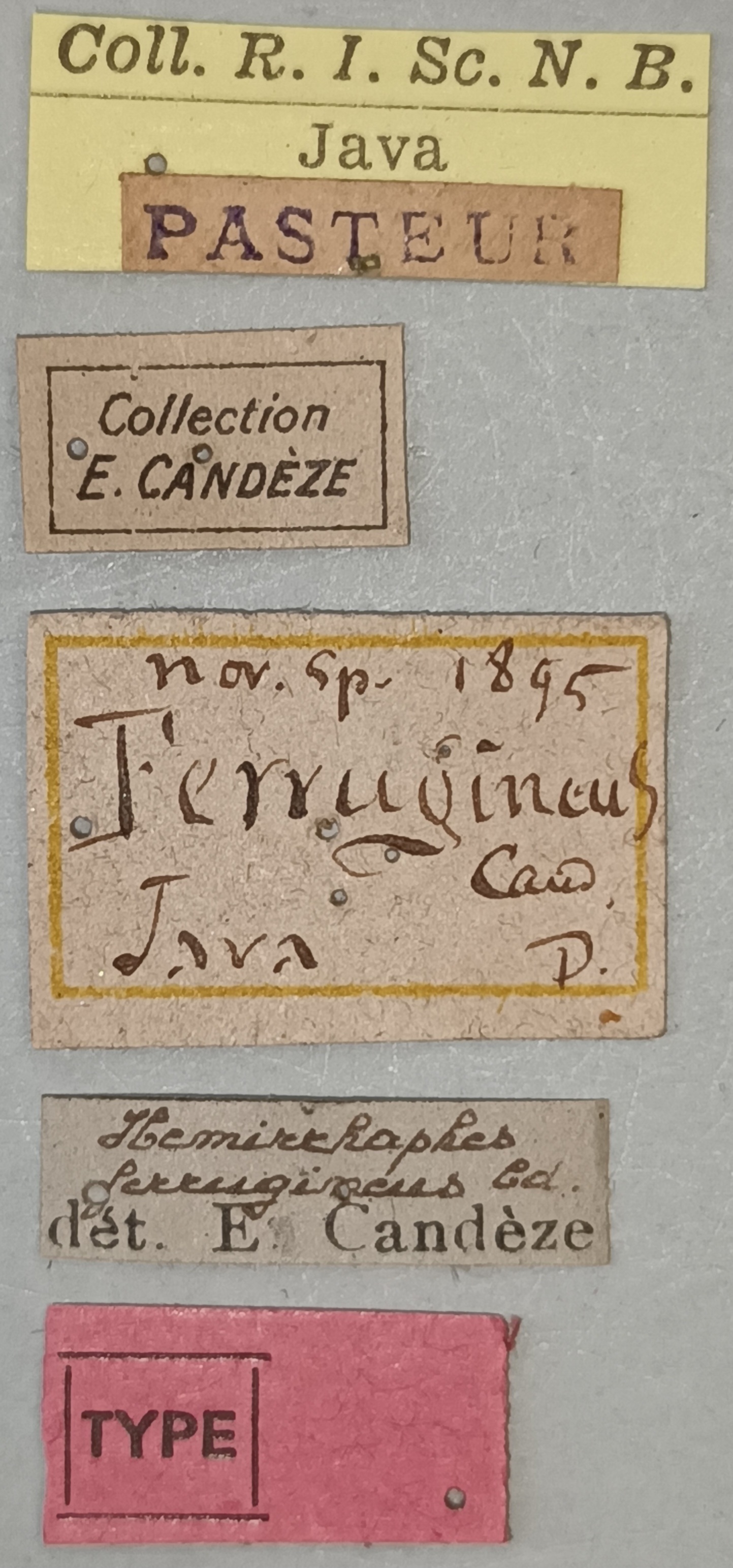 Arhaphes ferrugineus T Labels.jpg