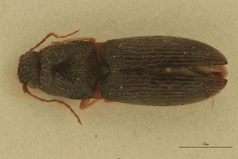 Arhaphes granulatus Plt D.jpg Arhaphes granulatus Plt D.jpg