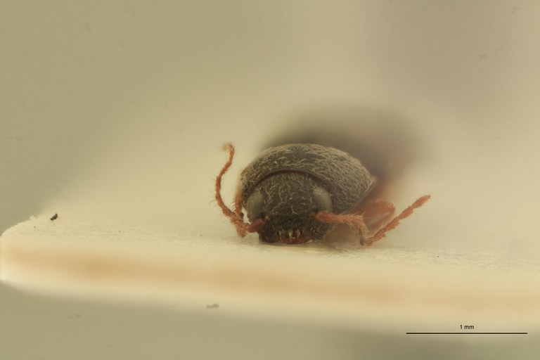 Arhaphes granulatus Plt F.jpg Arhaphes granulatus Plt F.jpg