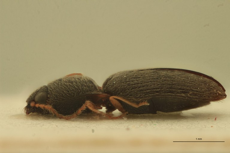 Arhaphes granulatus Plt L.jpg Arhaphes granulatus Plt L.jpg