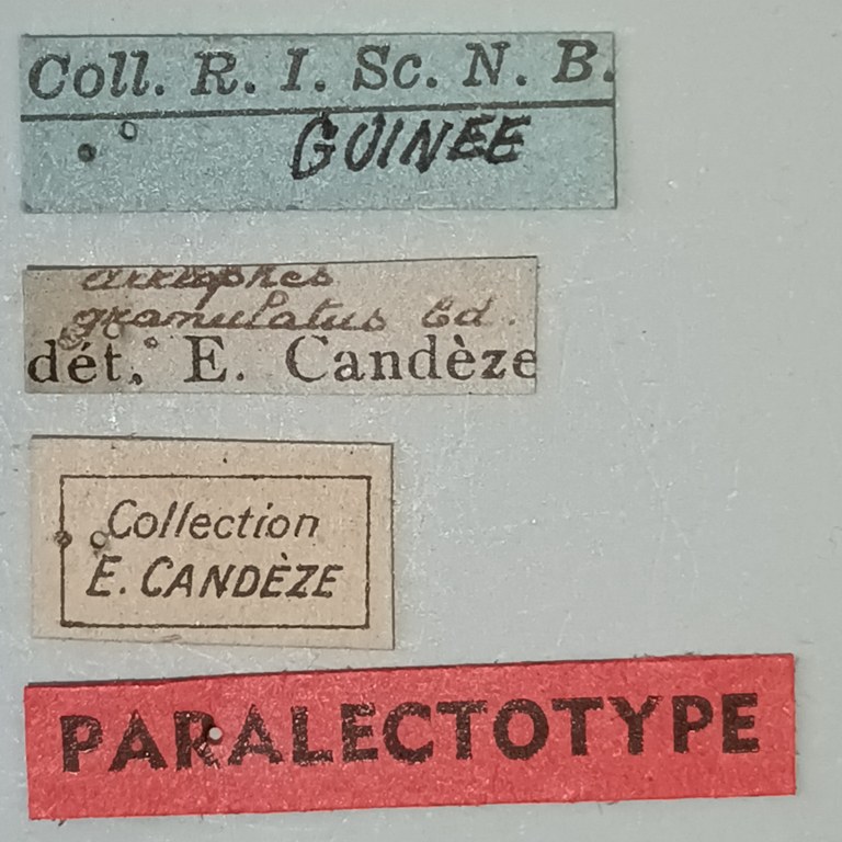 Arhaphes granulatus Plt Labels.jpg Arhaphes granulatus Plt Labels.jpg