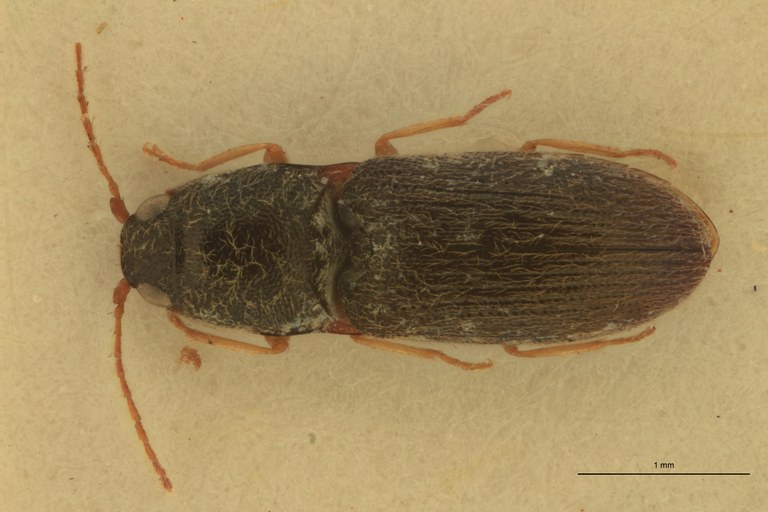 Arhaphes granulatus Lt D.jpg