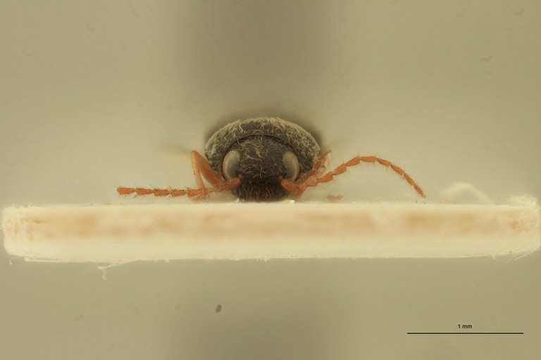 Arhaphes granulatus Lt F.jpg