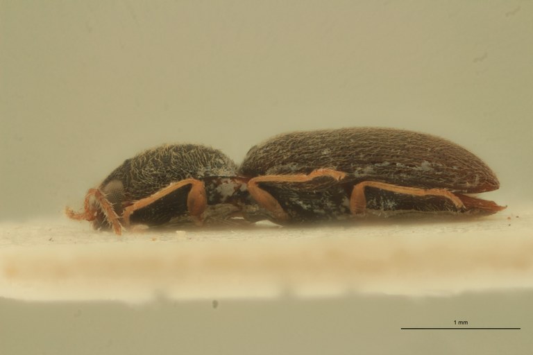 Arhaphes granulatus Lt L.jpg