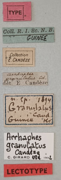 Arhaphes granulatus Lt Labels.jpg
