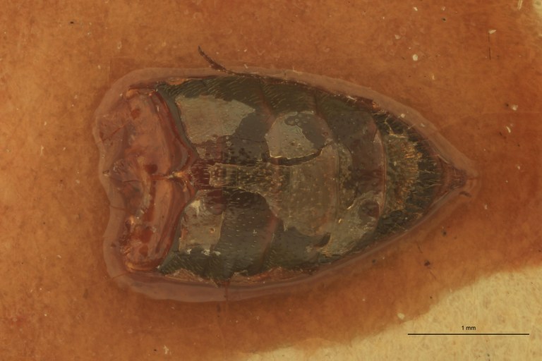 Arhaphes luteipes T Prep.jpg