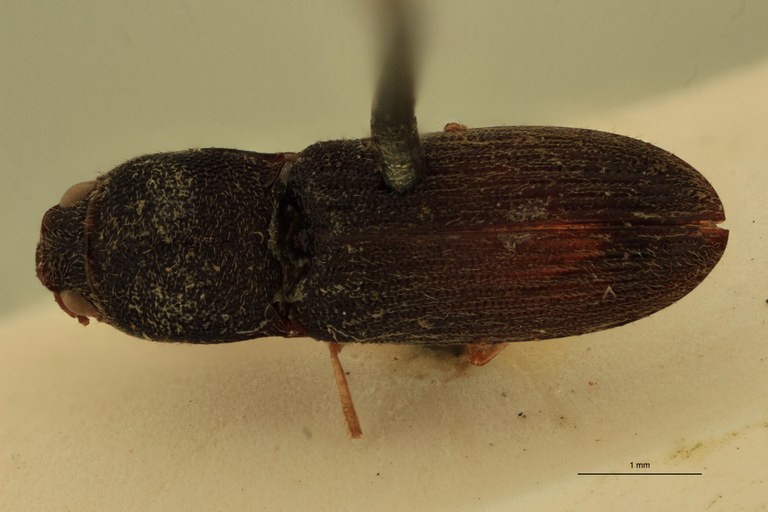 Arhaphes luteipes T D.jpg