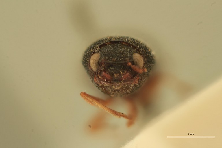 Arhaphes luteipes T F.jpg
