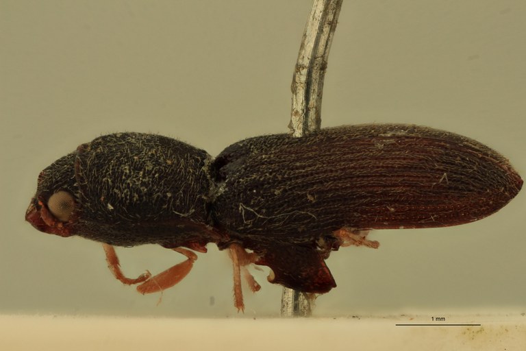 Arhaphes luteipes T L.jpg