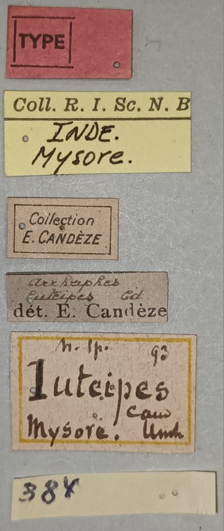 Arhaphes luteipes T Labels.jpg