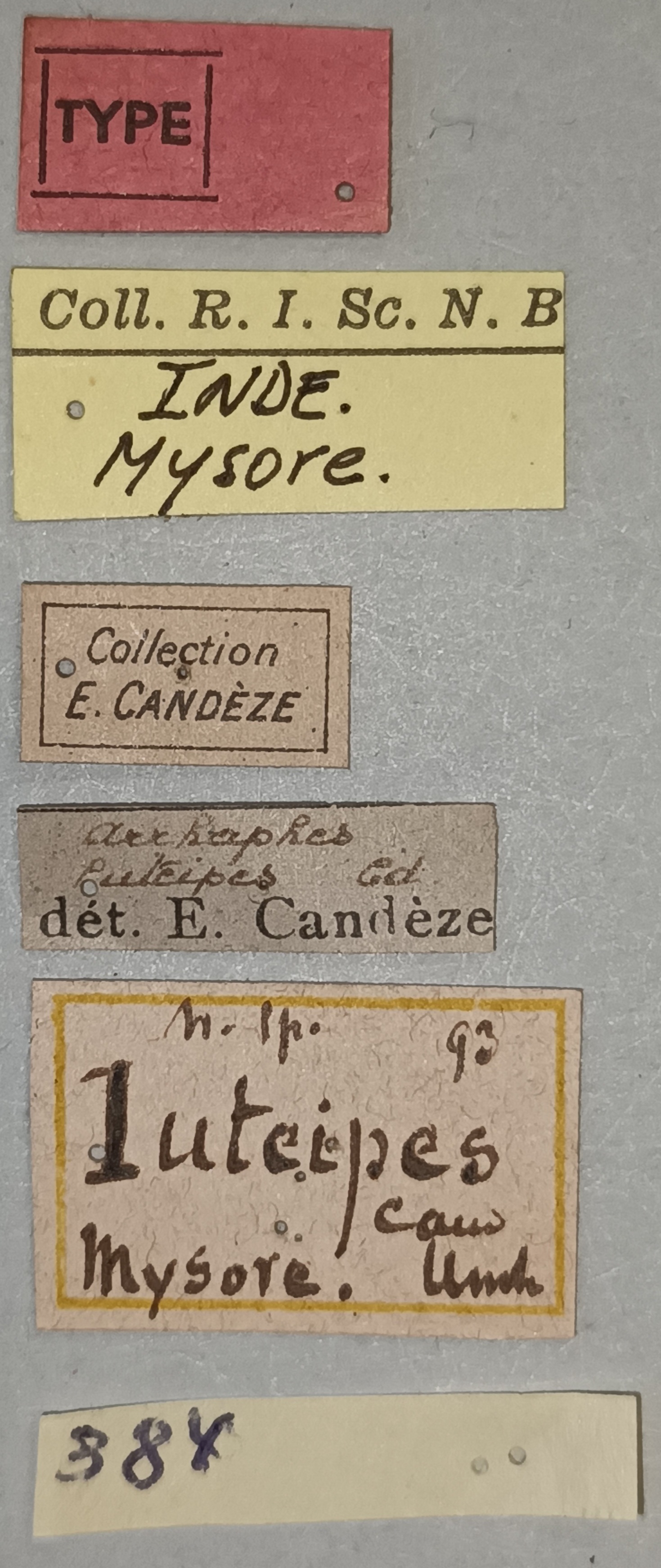 Arhaphes luteipes T Labels.jpg