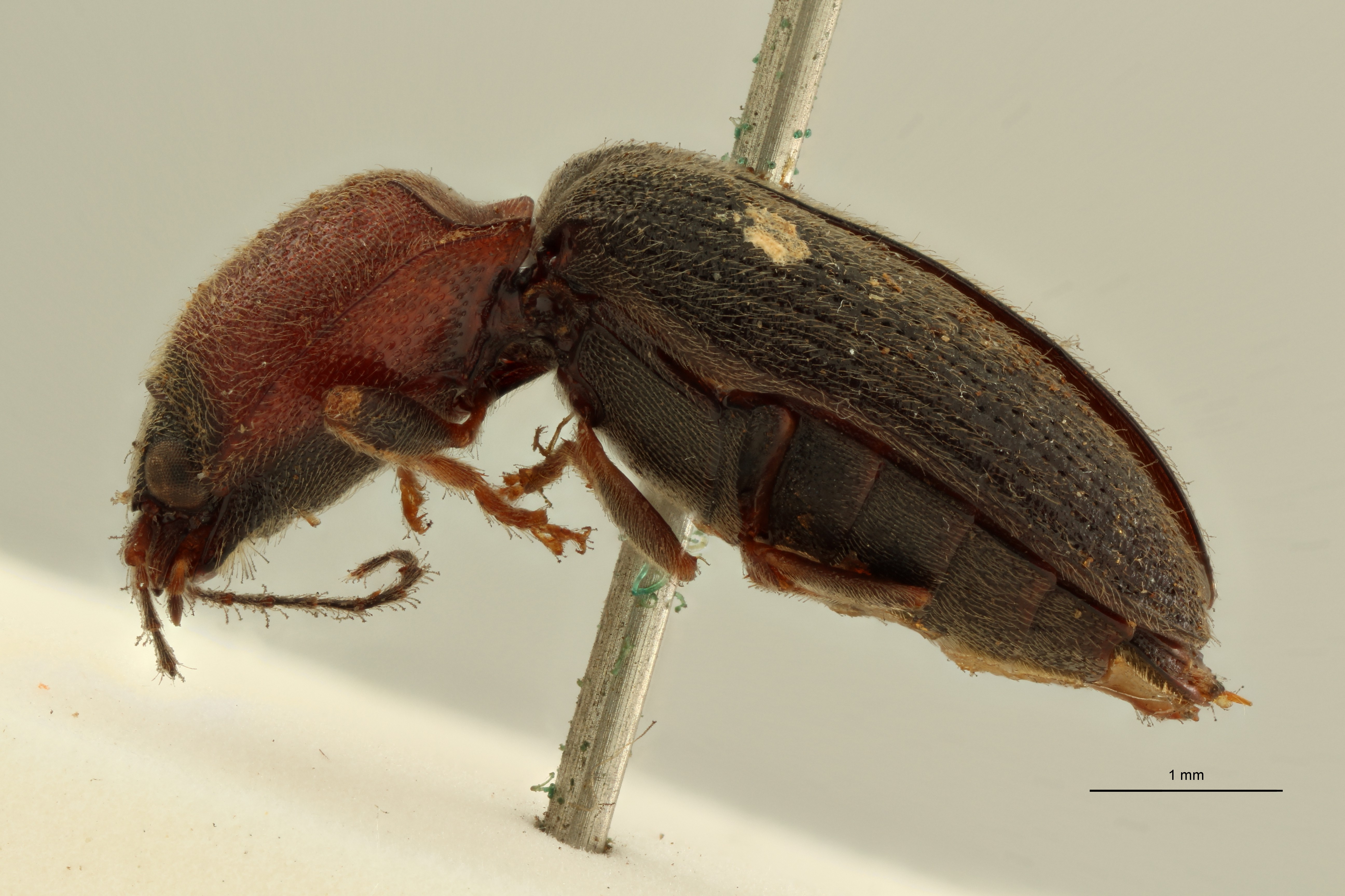 Arhaphes ruficollis nt L ZS PMax Scaled.jpeg