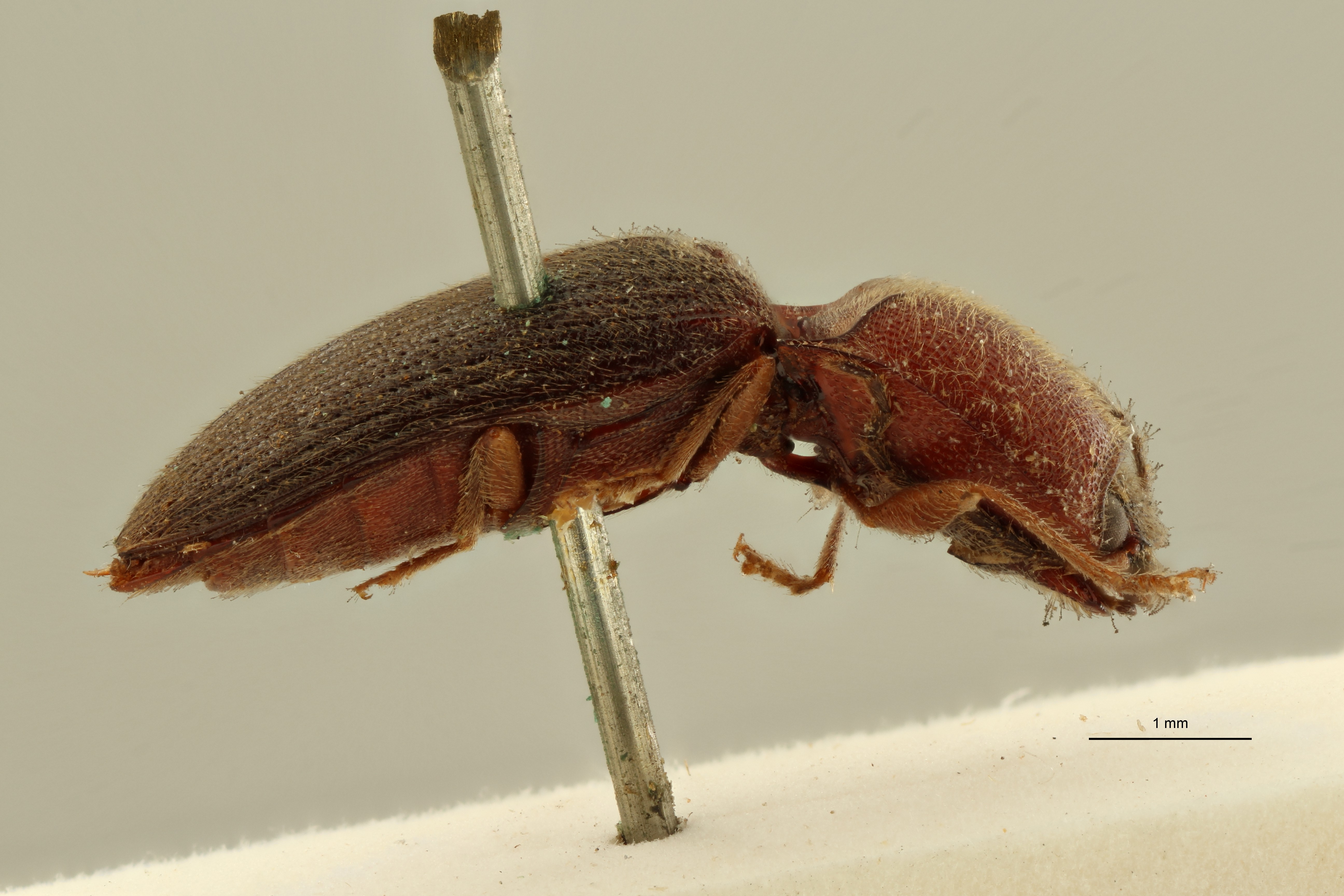 Arhaphes ruficollis nt L ZS PMax Scaled.jpeg