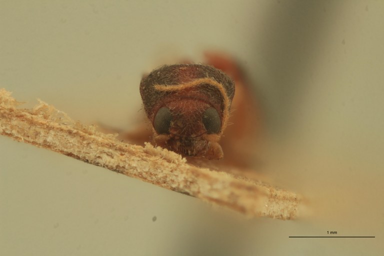 Hemirraphes pallidus Lt F.jpg Hemirraphes pallidus Lt F.jpg