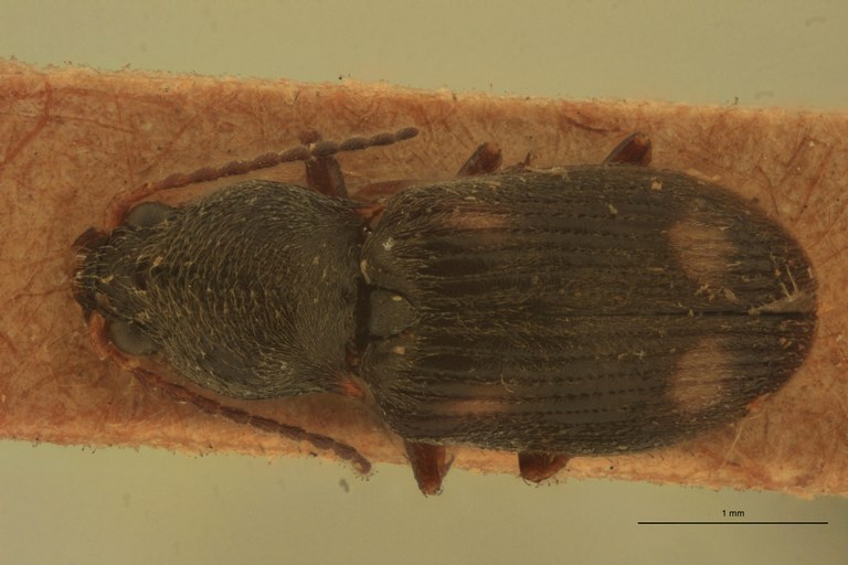 Monadicus biguttatus T D.jpg