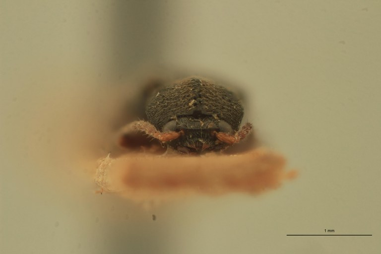 Monadicus biguttatus T F.jpg