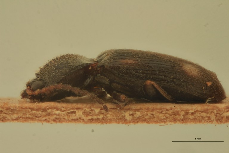 Monadicus biguttatus T L.jpg