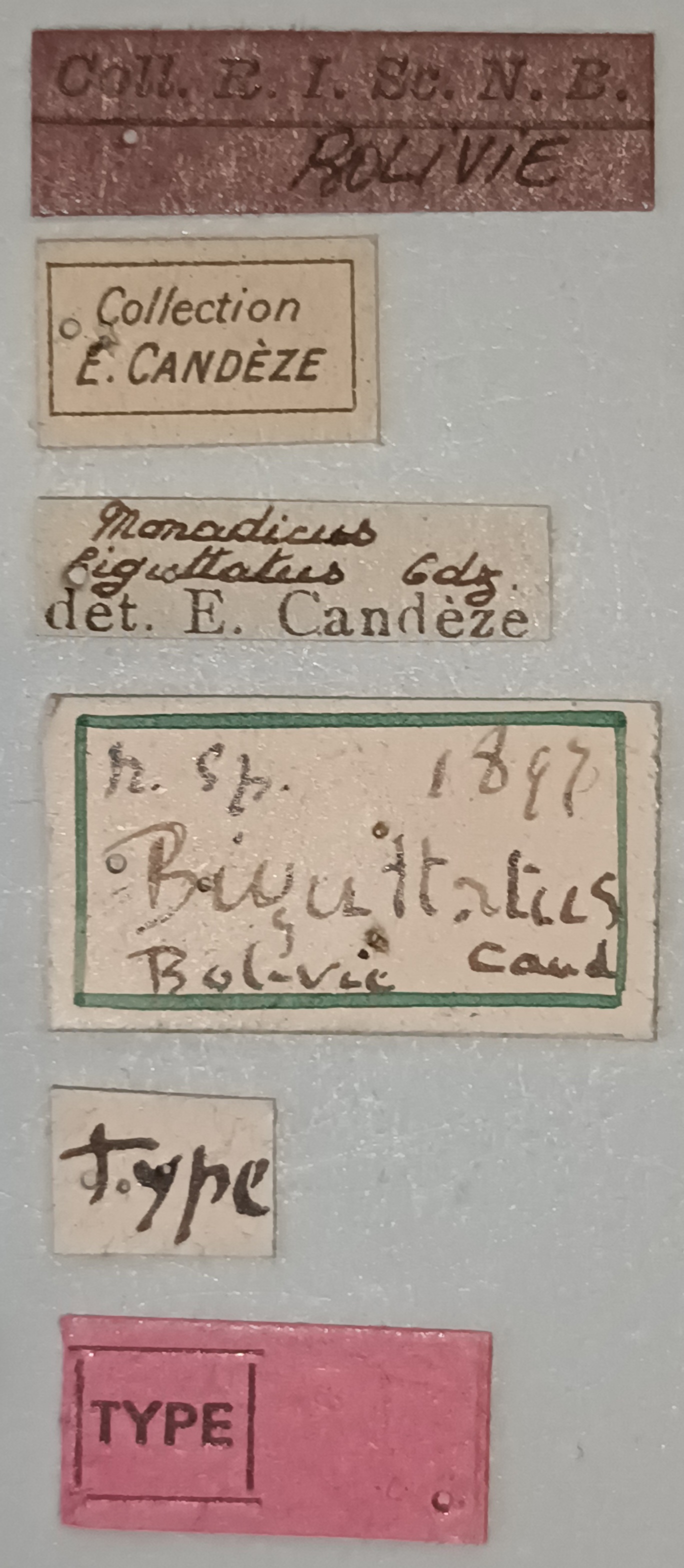 Monadicus biguttatus T Labels.jpg