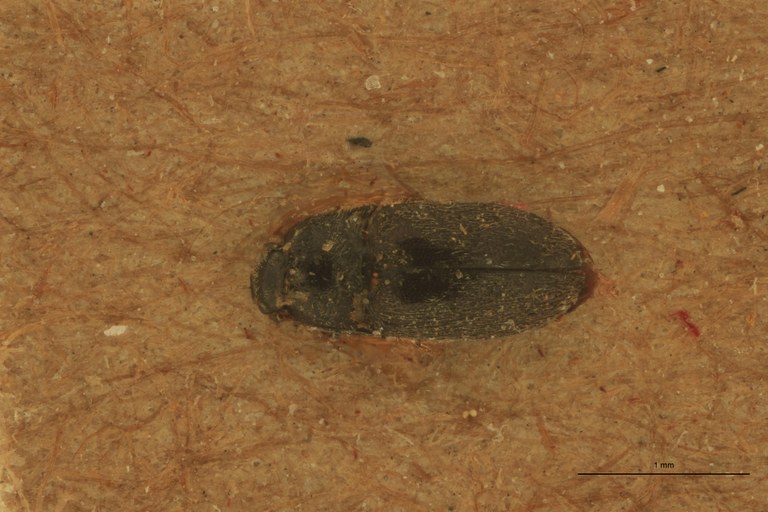 Quasimus coolsi Pt D.jpg