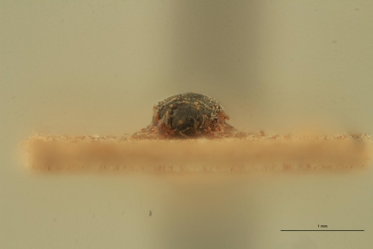 Quasimus coolsi Pt F.jpg