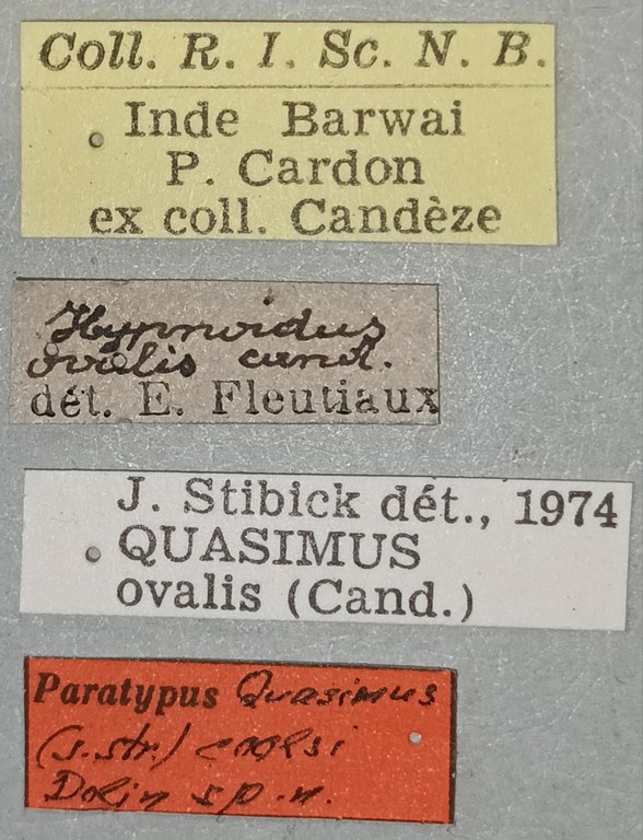 Quasimus coolsi Pt Labels.jpg