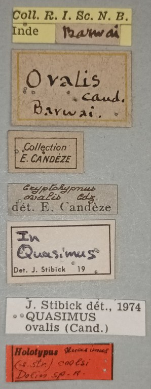 Quasimus coolsi Ht Labels.jpg