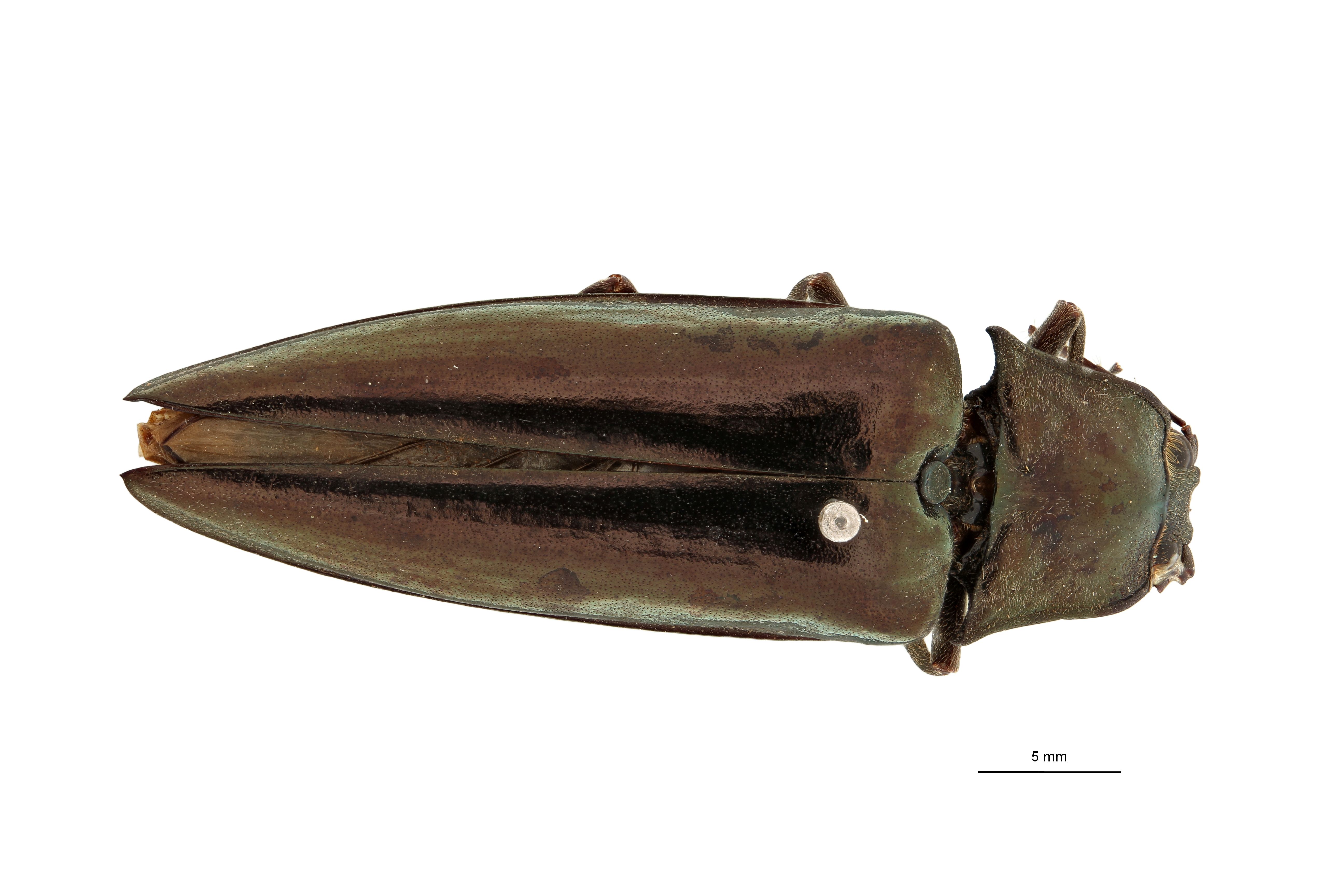 Campsosternus brunneicornis t D.jpg