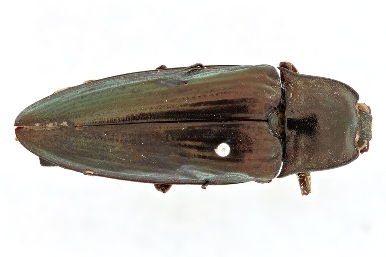 Campsosternus sulcatus t D.jpg