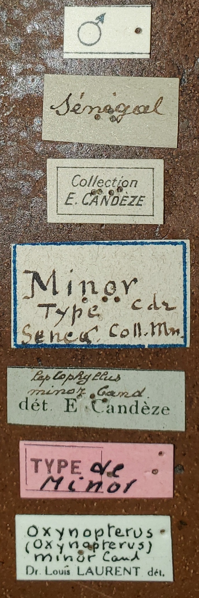 Oxynopterus minor M T Labels.jpg