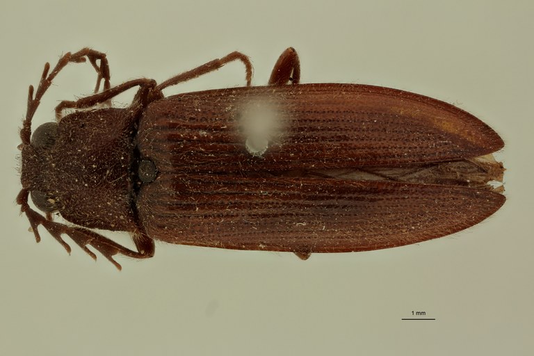 Pectocera brevicollis T D.jpg