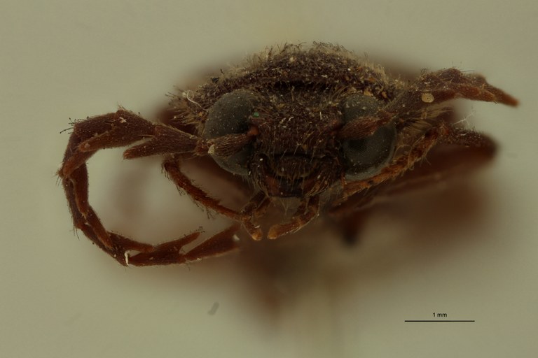 Pectocera brevicollis T F.jpg