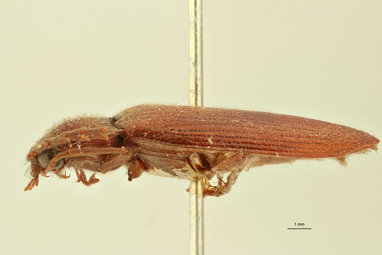 Pectocera brevicollis T L.jpg