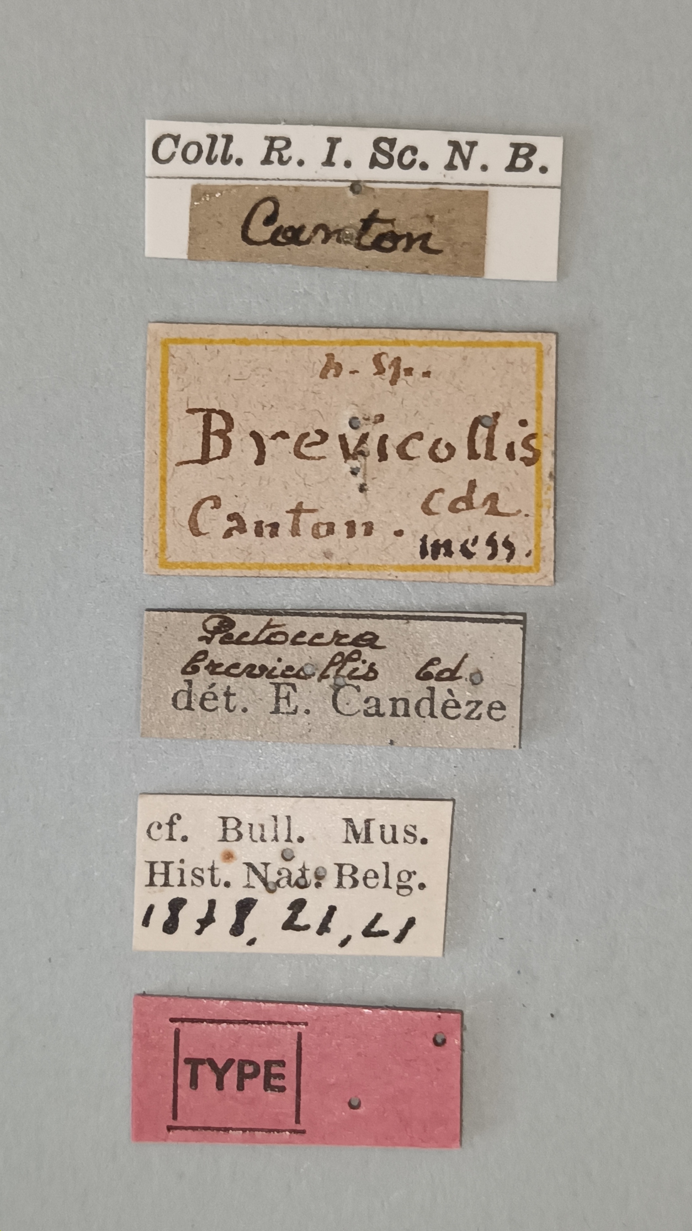 Pectocera brevicollis T Labels.jpg