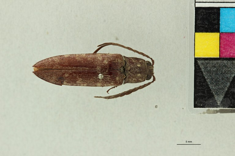 Pectocera malaisiana M Plt D.jpg