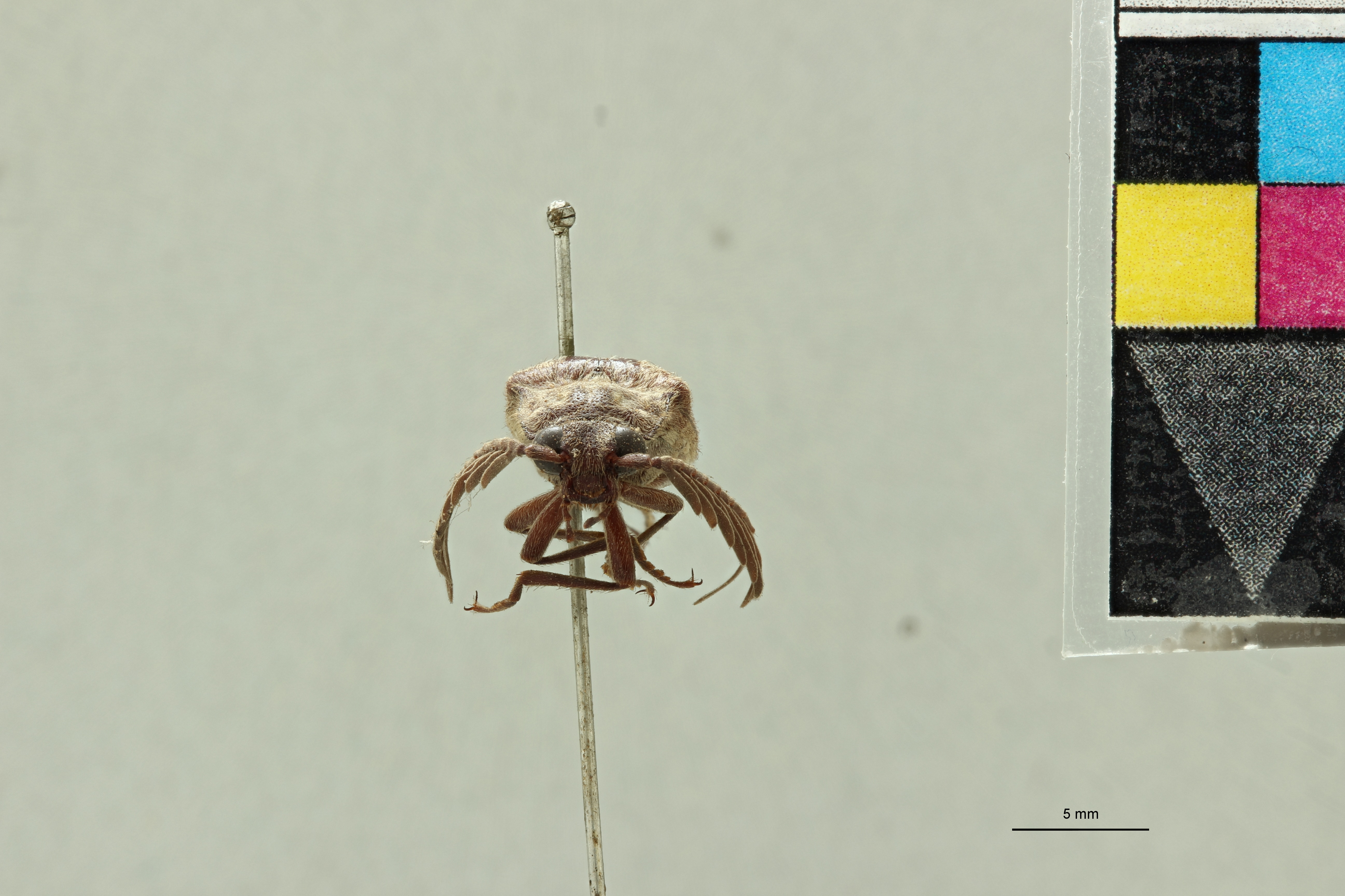 Pectocera malaisiana M Plt F.jpg