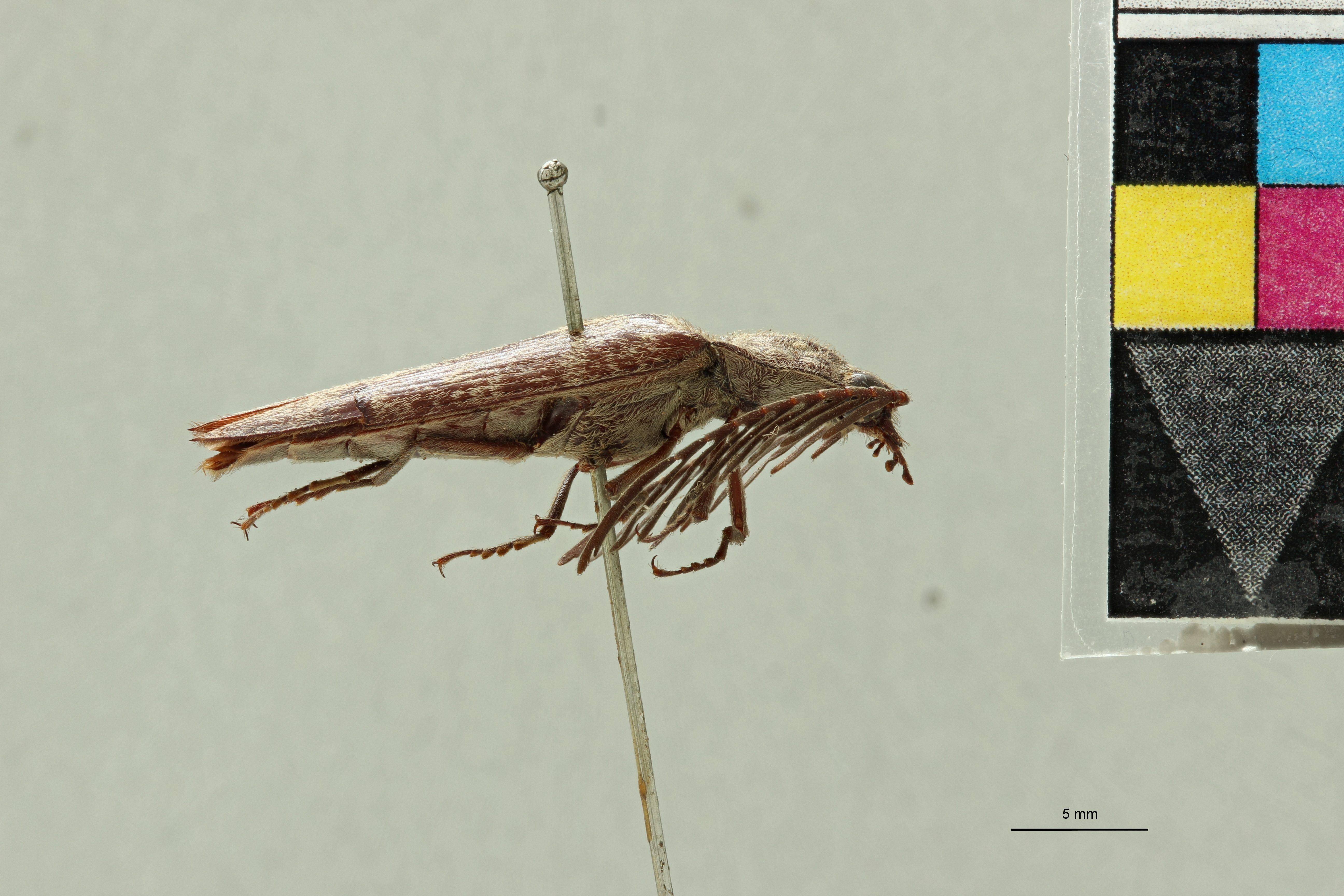 Pectocera malaisiana M Plt L.jpg